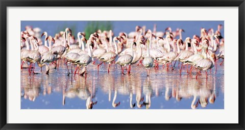 Framed Lesser Flamingo, Lake Nakuru, Kenya Print