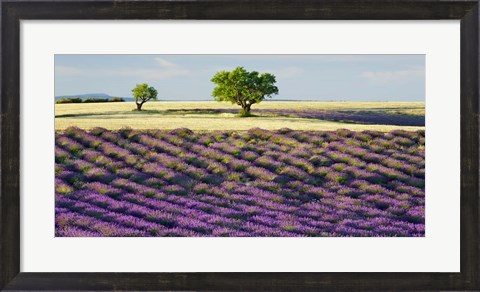 Framed Lavender Field and Almond Tree, Provence, France Print