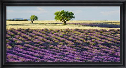 Framed Lavender Field and Almond Tree, Provence, France Print