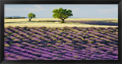 Framed Lavender Field and Almond Tree, Provence, France Print