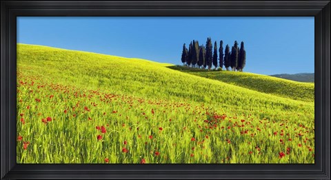 Framed Cypress and Corn Field, Tuscany, Italy Print