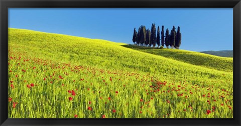 Framed Cypress and Corn Field, Tuscany, Italy Print