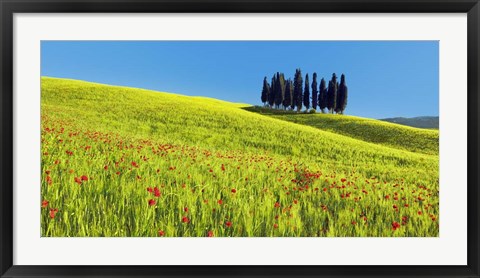 Framed Cypress and Corn Field, Tuscany, Italy Print