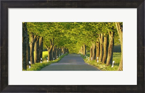 Framed Lime Tree Alley, Mecklenburg Lake District, Germany Print