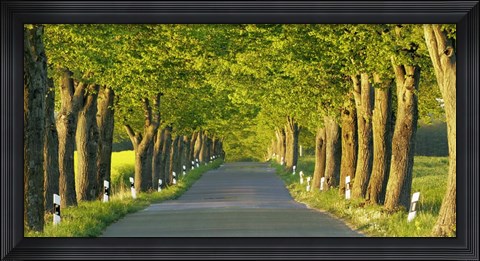 Framed Lime Tree Alley, Mecklenburg Lake District, Germany Print