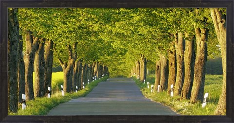 Framed Lime Tree Alley, Mecklenburg Lake District, Germany Print