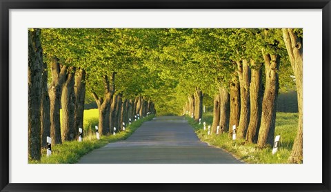 Framed Lime Tree Alley, Mecklenburg Lake District, Germany Print