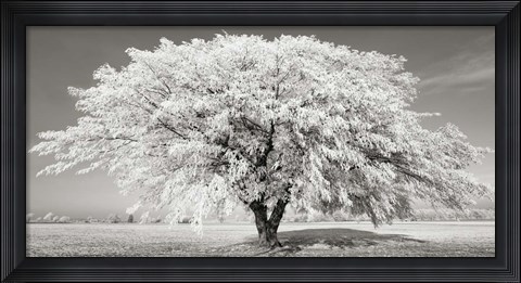 Framed Lime Tree with Frost, Bavaria, Germany Print