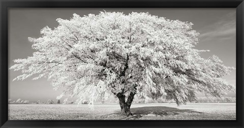 Framed Lime Tree with Frost, Bavaria, Germany Print