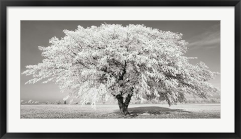 Framed Lime Tree with Frost, Bavaria, Germany Print