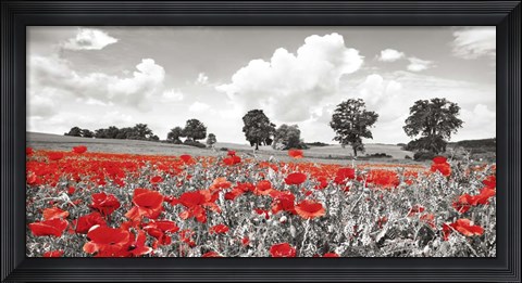 Framed Poppies and Vicias in Meadow, Mecklenburg Lake District, Germany Print
