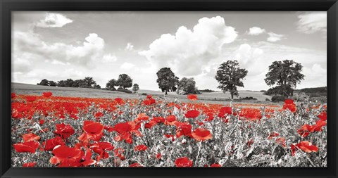 Framed Poppies and Vicias in Meadow, Mecklenburg Lake District, Germany Print
