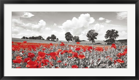 Framed Poppies and Vicias in Meadow, Mecklenburg Lake District, Germany Print