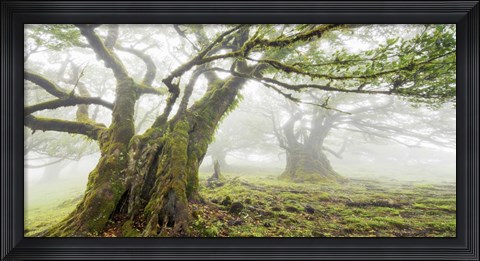Framed Laurel Forest in Fog, Madeira, Portugal Print