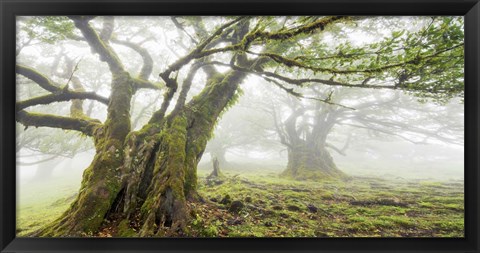 Framed Laurel Forest in Fog, Madeira, Portugal Print