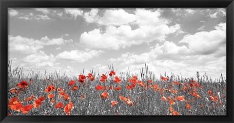 Framed Poppies in Corn Field, Bavaria, Germany Print