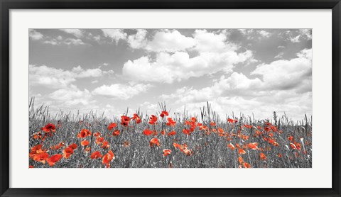 Framed Poppies in Corn Field, Bavaria, Germany Print