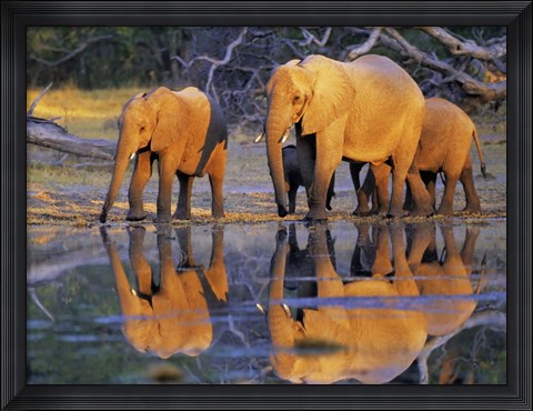 Framed African Elephants, Okavango, Botswana Print