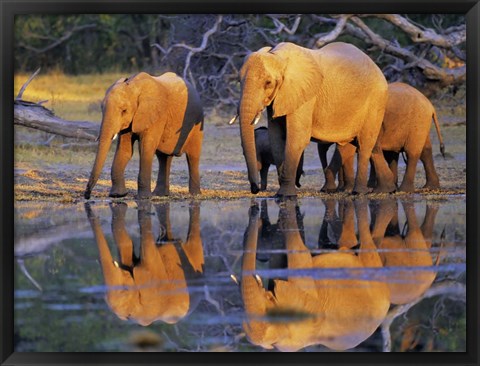 Framed African Elephants, Okavango, Botswana Print