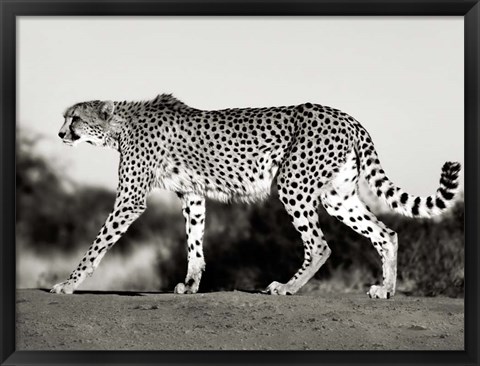 Framed Cheetah, Namibia, Africa Print