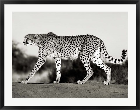 Framed Cheetah, Namibia, Africa Print