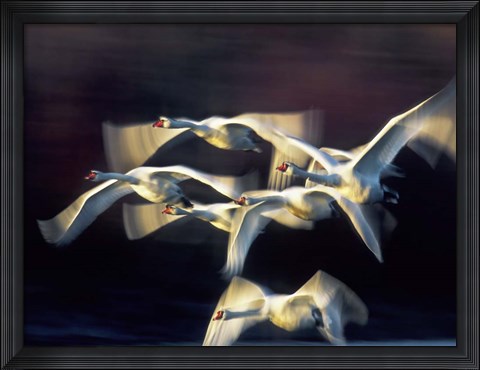 Framed Mute Swan, Munich, Germany Print