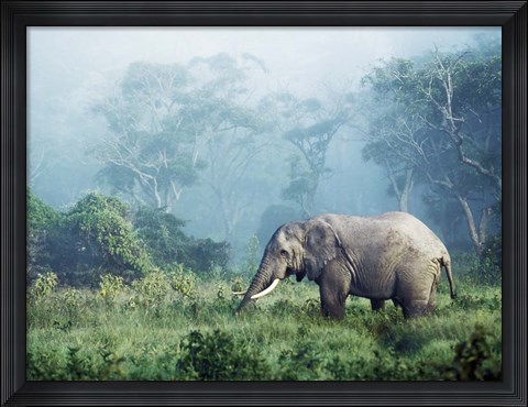 Framed African Elephant, Ngorongoro Crater, Tanzania Print