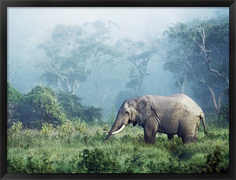 Framed African Elephant, Ngorongoro Crater, Tanzania Print