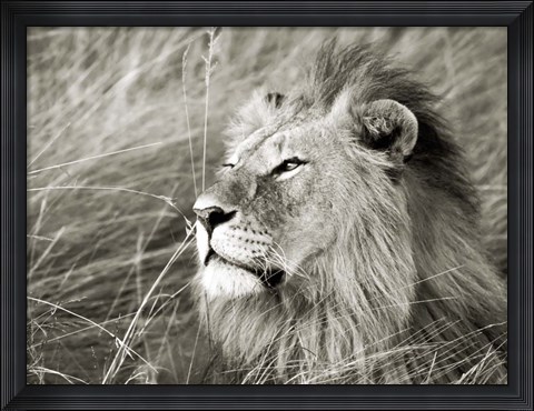 Framed African Lion, Masai Mara, Kenya 1 Print