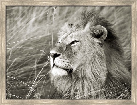 Framed African Lion, Masai Mara, Kenya 1 Print