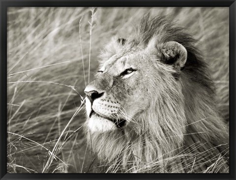 Framed African Lion, Masai Mara, Kenya 1 Print