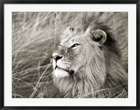 Framed African Lion, Masai Mara, Kenya 1 Print