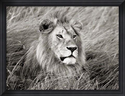 Framed African Lion, Masai Mara, Kenya 2 Print