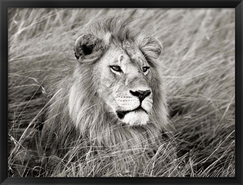 Framed African Lion, Masai Mara, Kenya 2 Print