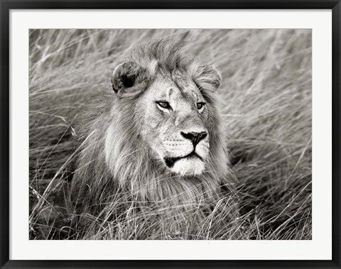 Framed African Lion, Masai Mara, Kenya 2 Print