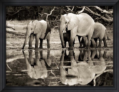 Framed African Elephants, Okavango, Botswana Print