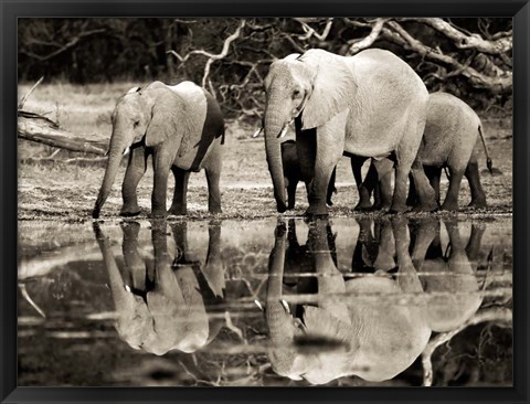 Framed African Elephants, Okavango, Botswana Print