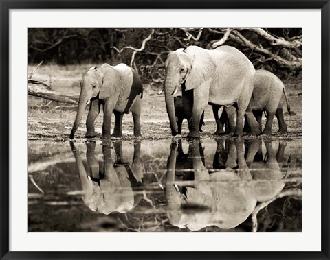 Framed African Elephants, Okavango, Botswana Print