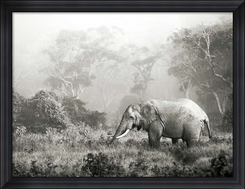 Framed African Elephant, Ngorongoro Crater, Tanzania Print