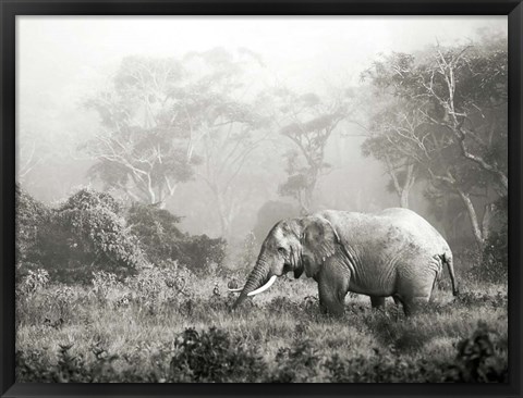 Framed African Elephant, Ngorongoro Crater, Tanzania Print