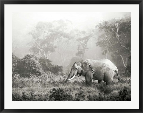 Framed African Elephant, Ngorongoro Crater, Tanzania Print