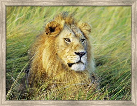 Framed African Lion, Masai Mara, Kenya Print