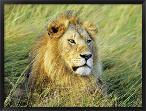 Framed African Lion, Masai Mara, Kenya Print