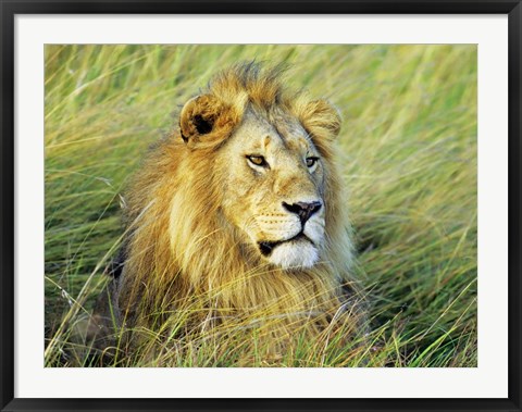 Framed African Lion, Masai Mara, Kenya Print