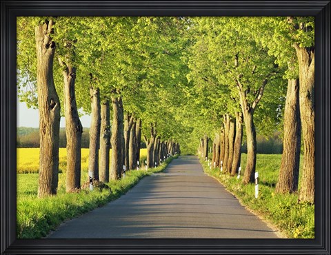 Framed Lime Tree Alley, Mecklenburg Lake District, Germany 1 Print