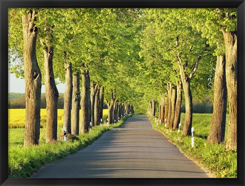 Framed Lime Tree Alley, Mecklenburg Lake District, Germany 1 Print