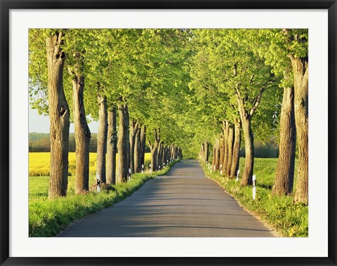Framed Lime Tree Alley, Mecklenburg Lake District, Germany 1 Print