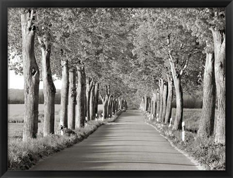 Framed Lime Tree Alley, Mecklenburg Lake District, Germany 2 Print