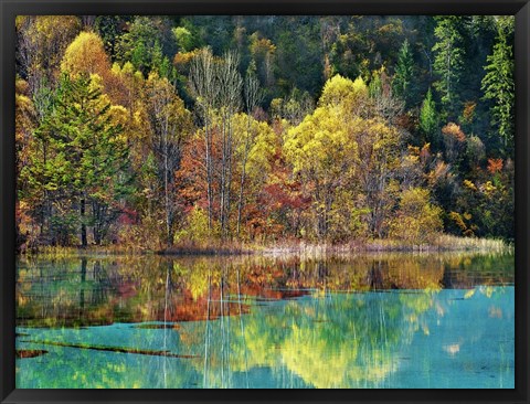 Framed Forest in autumn colours, Sichuan, China Print