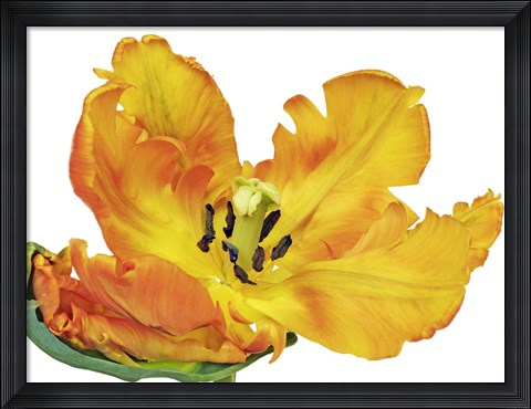 Framed Parrot Tulip Close-Up Print